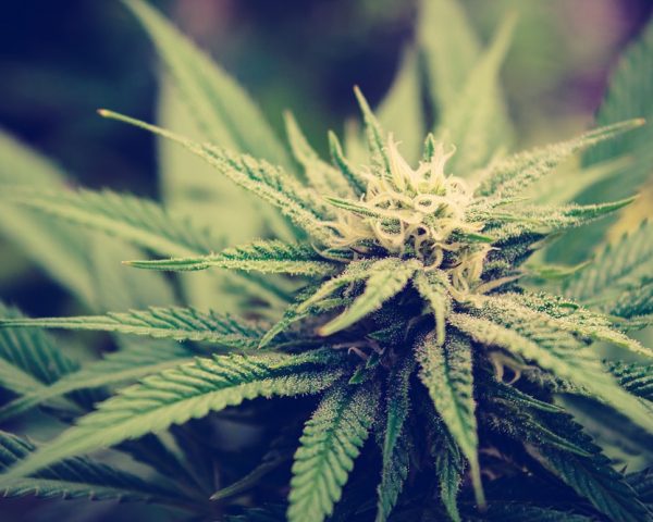 cannabis forecast in the bay area