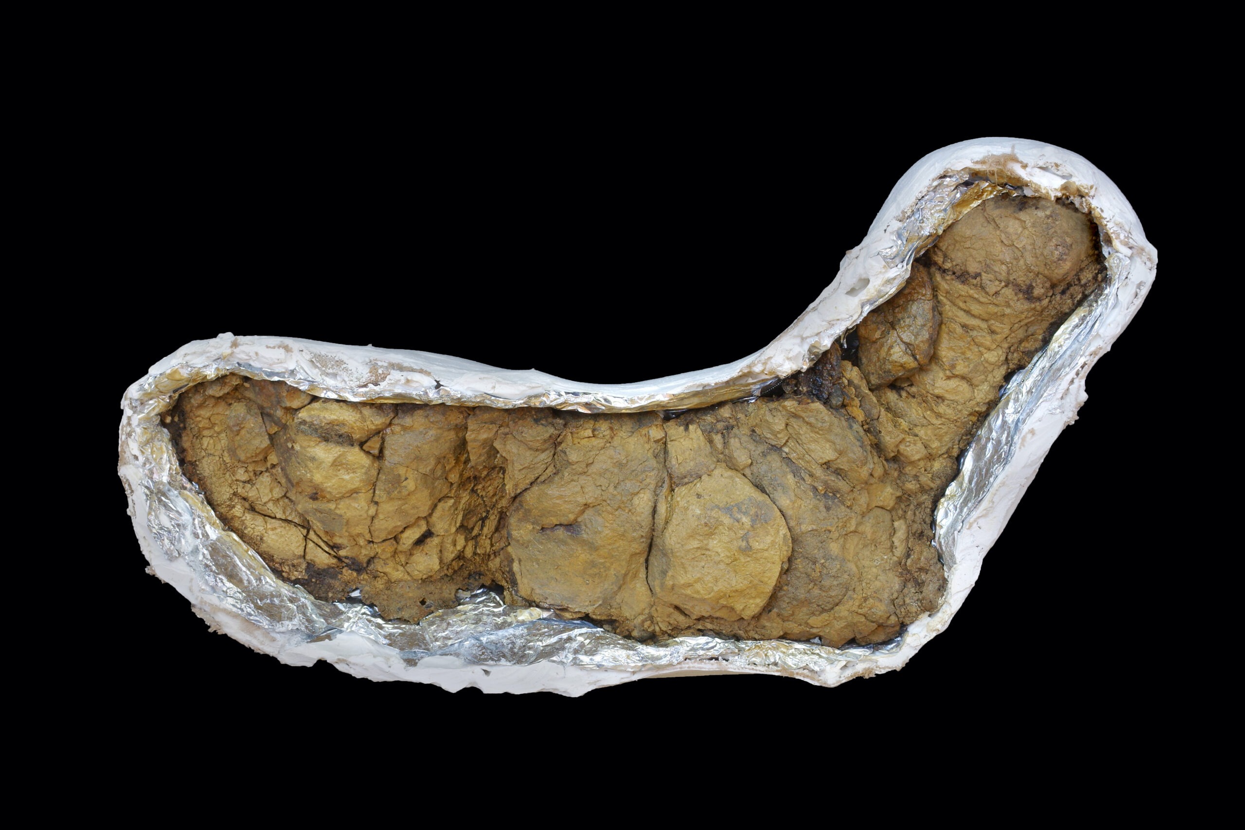 Barnum The T-rex Coprolite
